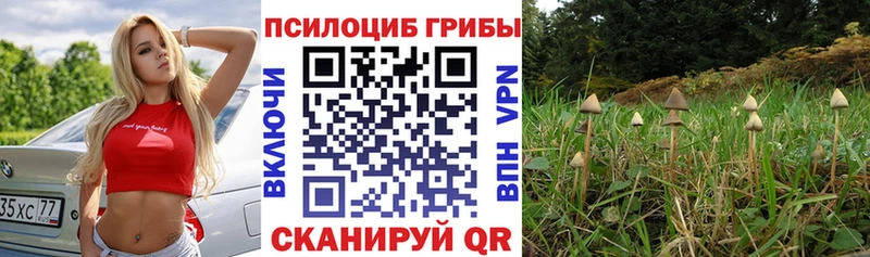Галлюциногенные грибы Psilocybine cubensis Топки